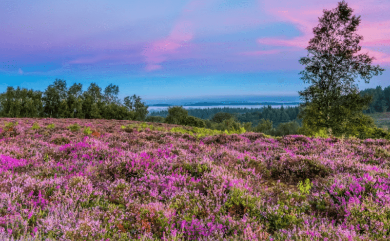 Free Competition - Win a 4-Night Stay for 6 at Sandy Balls Holiday Village in The New Forest